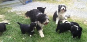 Bearded Collies puppies for sale